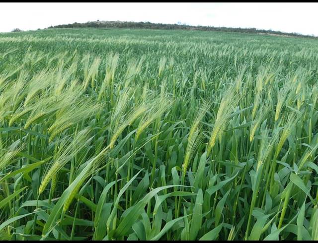 FARM FOR SALE IN RIVERSDALE